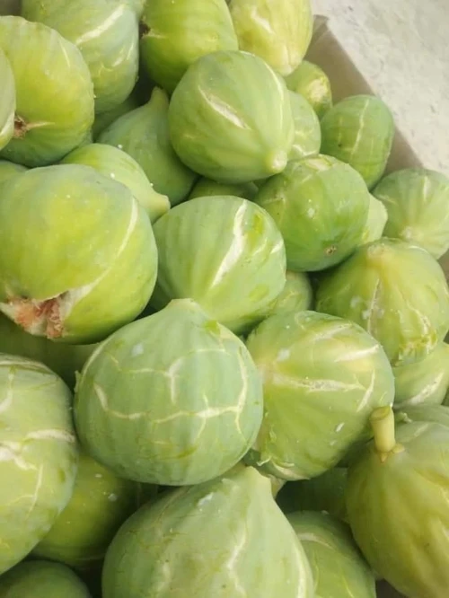 Figuier Dina Garden أشجار التين 