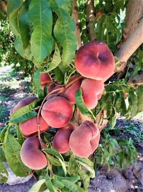 Pêche plate أشجار الخوخ 