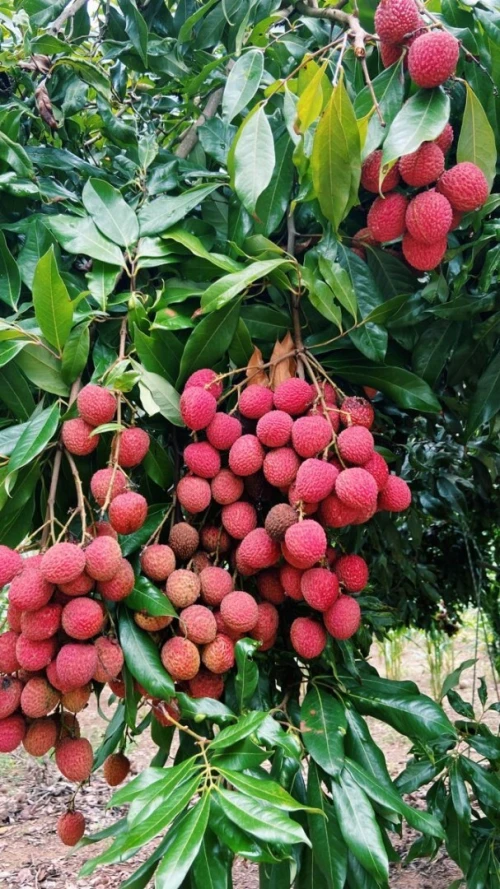 Litchi tree