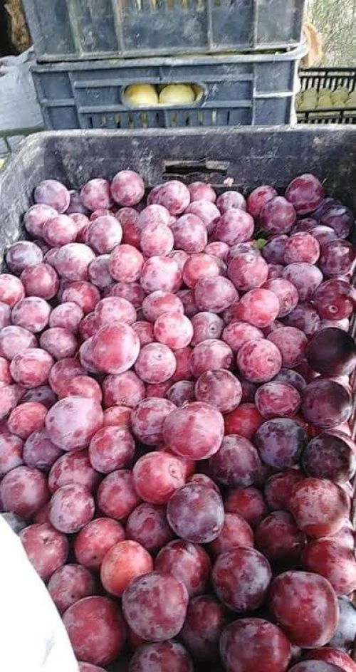 Prunier Mirabel de metz