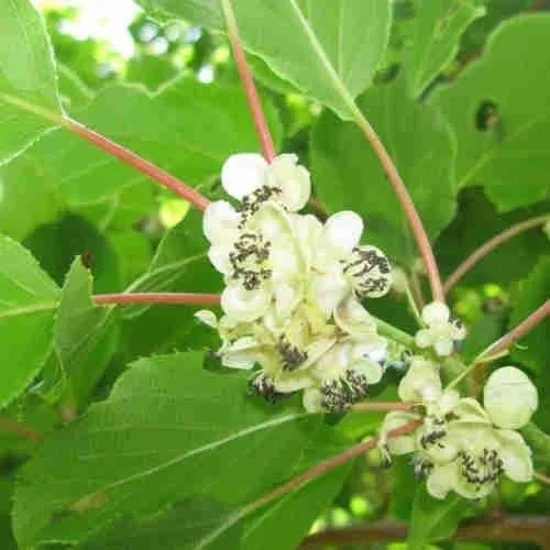 Kiwi rouge ( Purpurna Sadowa )