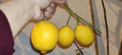 Citron Eurêka ليمون الوريكا 4فصول 