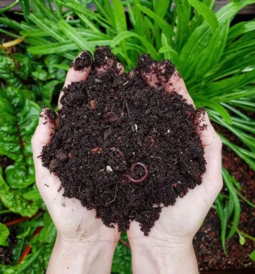 Compost universel 