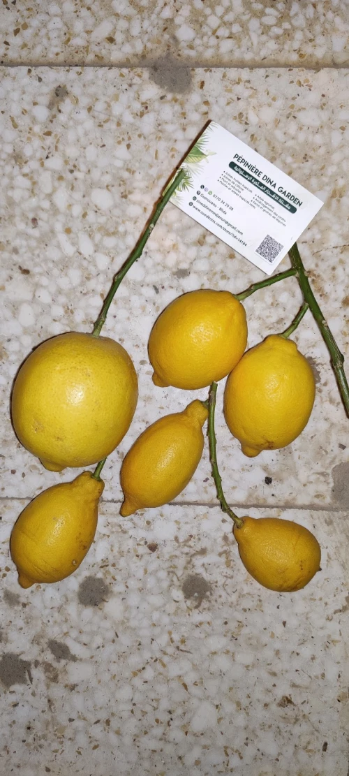Citron VERNA 