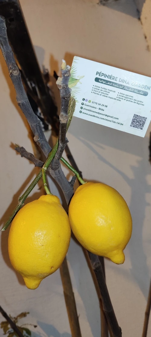 Citron VERNA 