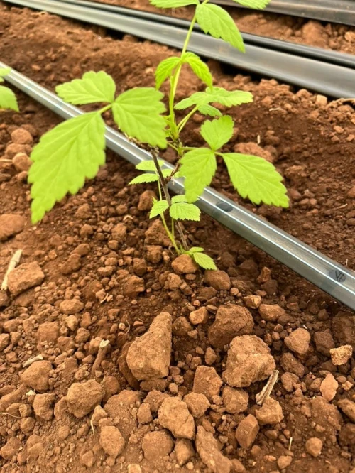 Framboisier importation 33 variété 