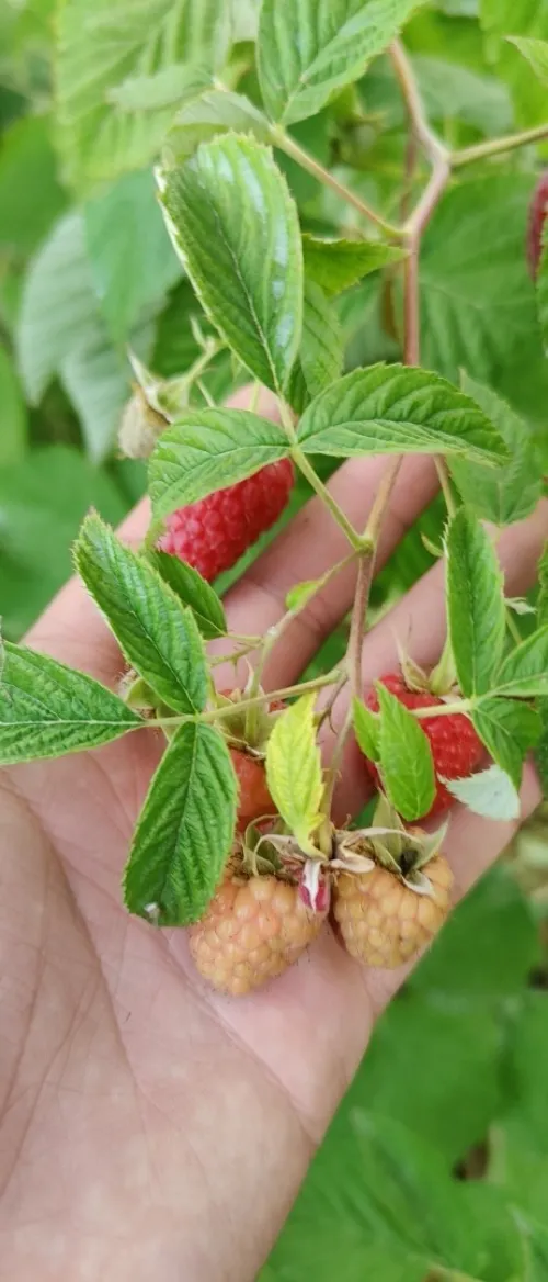 شتلات التوت البري للفلاح بالجملة