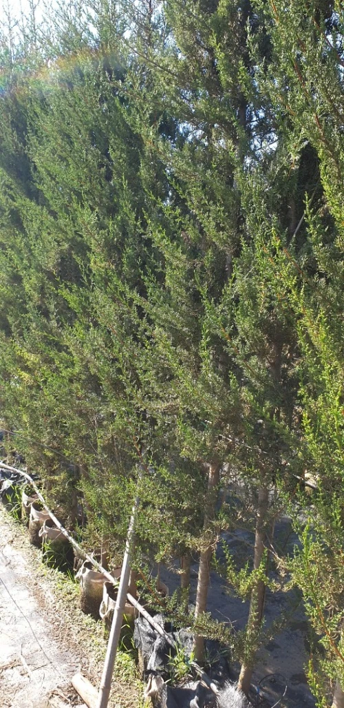 Cyprès vert clôture 