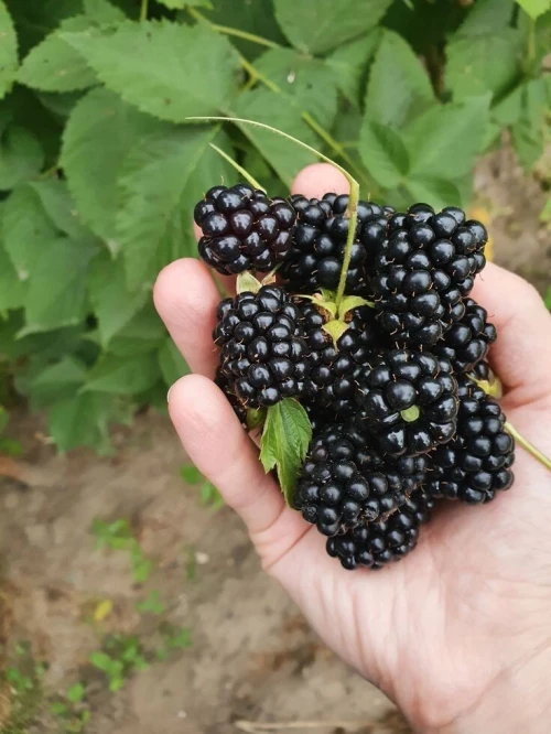 Blackberry/ 9 variété 