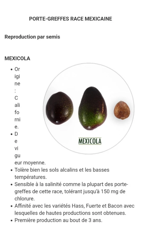 Avocatier clonal 