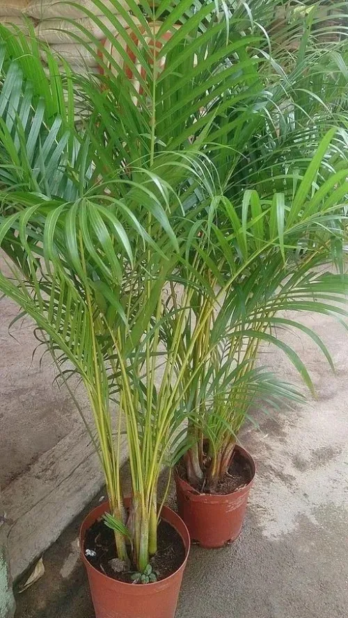 Pot de fleur Extérieur/Intérieur 