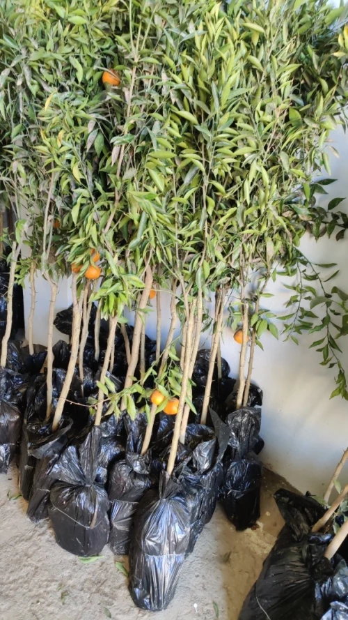 Citron Eurêka ليمون الوريكا 4فصول 