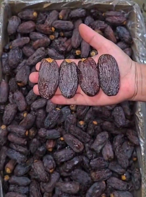 Palmiers dattiers نخيل التمر