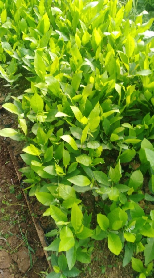 Citron Eurêka ليمون الوريكا 4فصول 