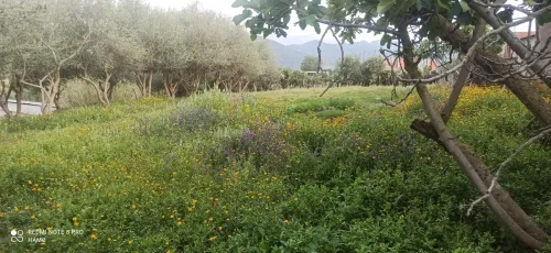 Vente Terrain Jijel Kaous