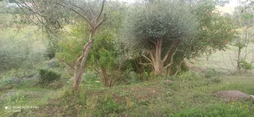 Vente Terrain Jijel Kaous