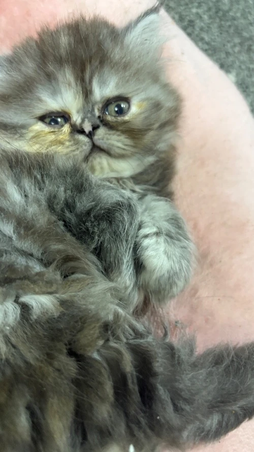 Chat 