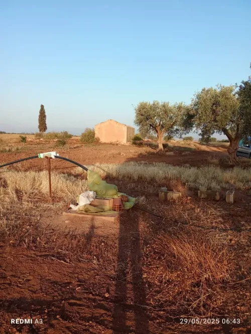 Vente Terrain Agricole Tlemcen Tlemcen