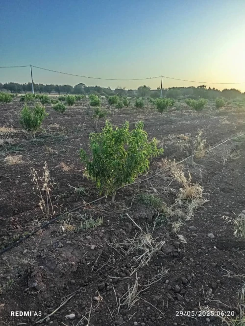 Vente Terrain Agricole Tlemcen Tlemcen