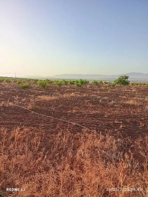 Vente Terrain Agricole Tlemcen Tlemcen