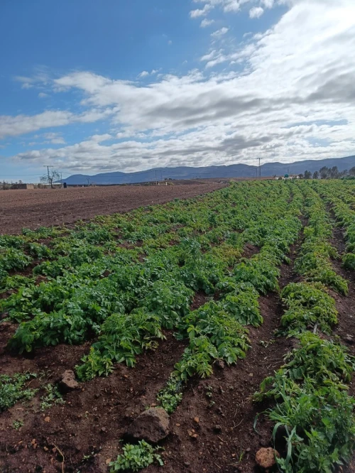 Vente Terrain Agricole Tlemcen Tianet