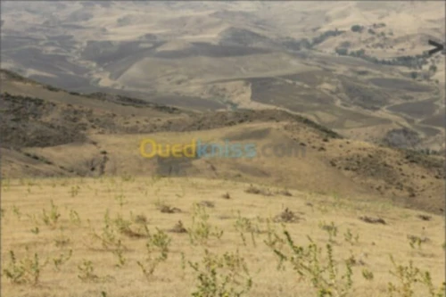 Vente Terrain Agricole Béjaïa Draa el kaid
