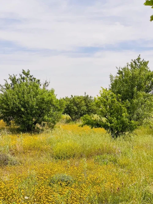Vente Terrain Agricole Naâma Mecheria 7