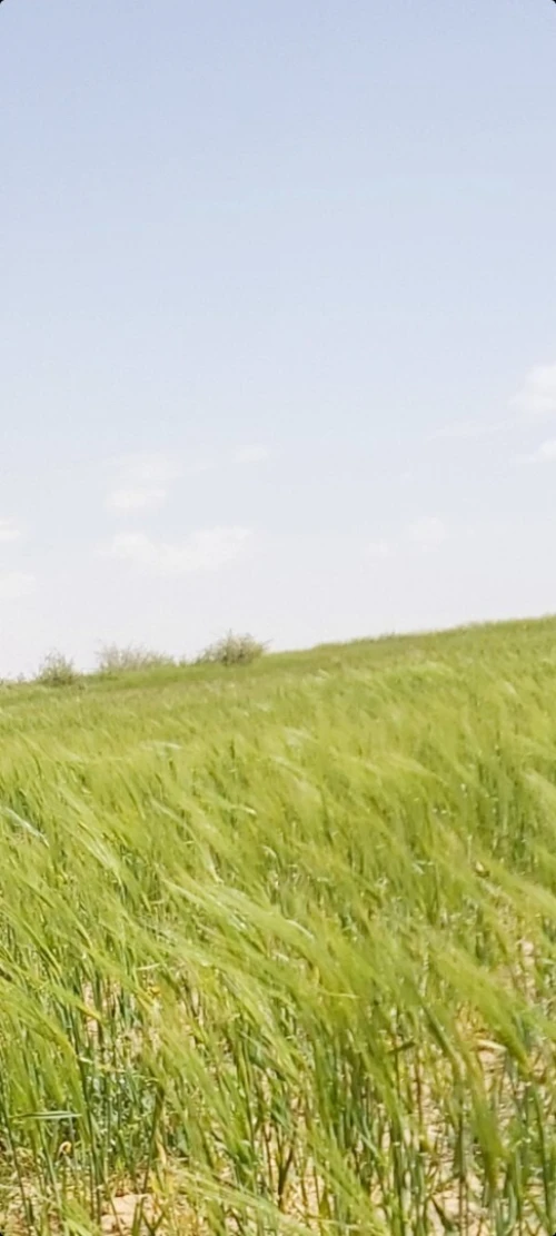 Vente Terrain Agricole Naâma Mecheria 6