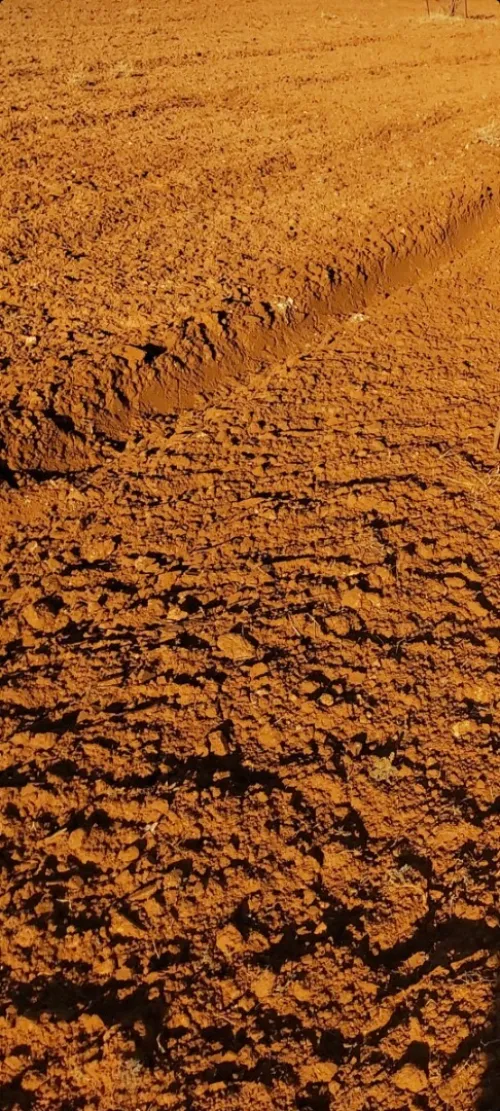 Vente Terrain Agricole Naâma Mecheria 4