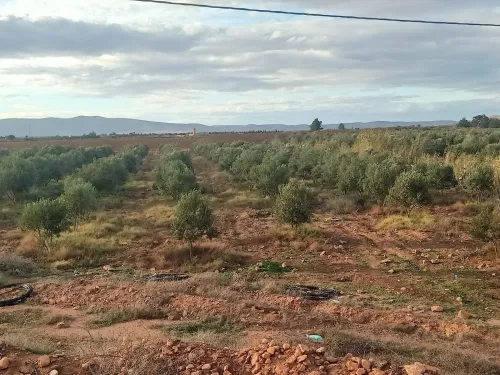 Vente Terrain Agricole Tlemcen Maghnia