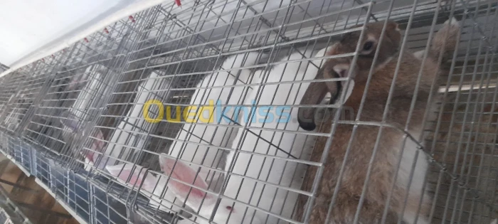 بيع أرانب للاستهلاك و التربية
