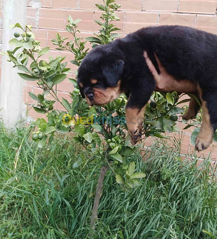chiot rottweiler