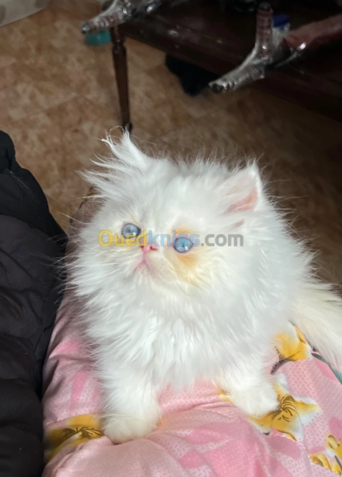 2 Chat persan half piky face