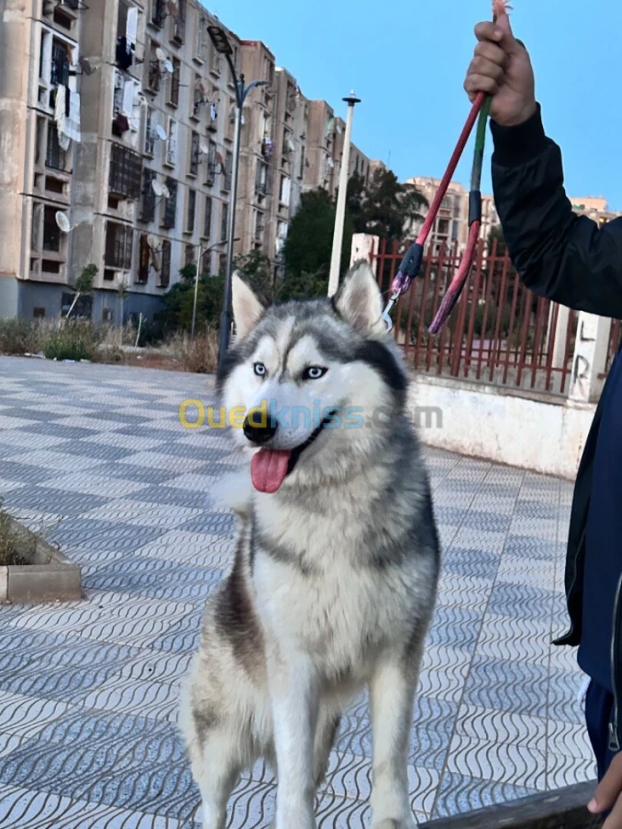 Chien husky poile long