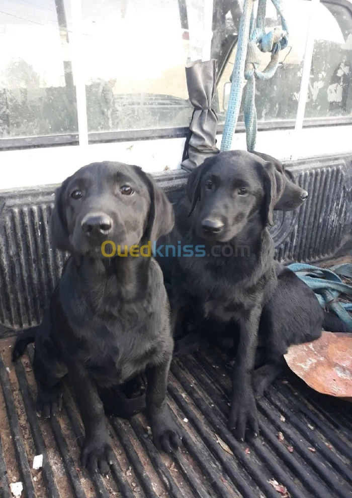 Labrador noir chiot pure race  
