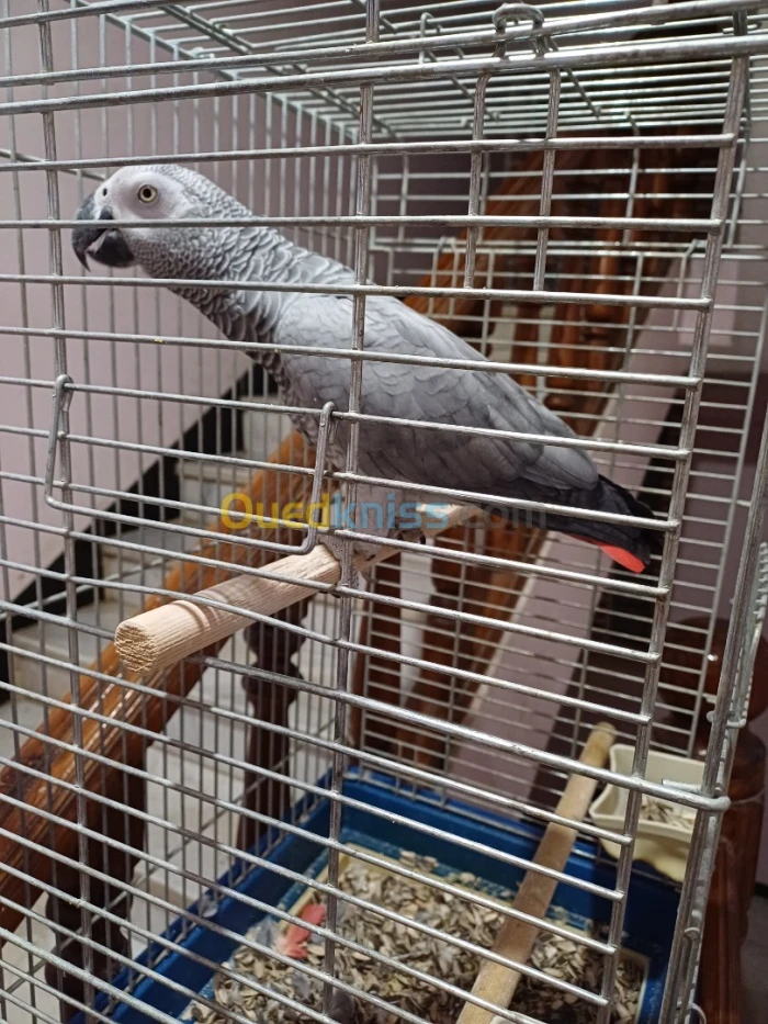 ببغاء غابوني perroquet gaboni