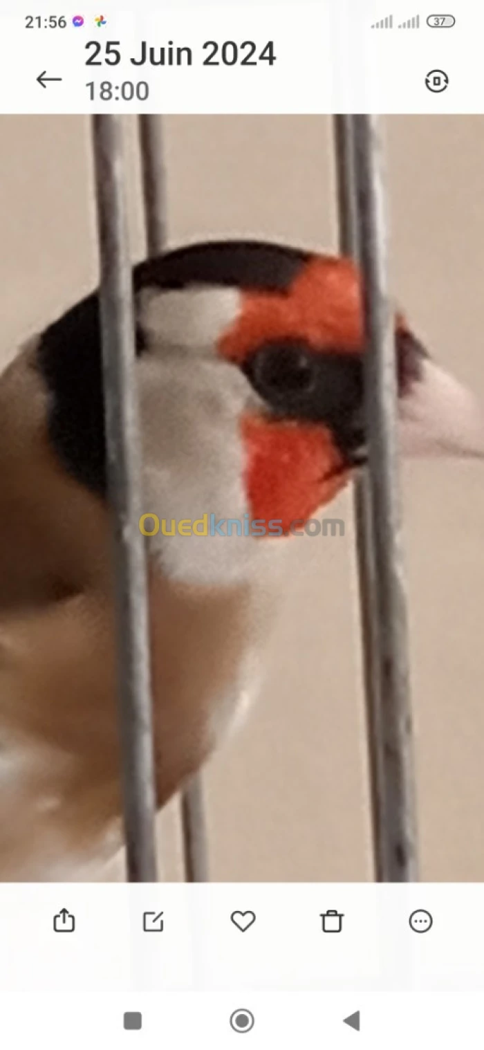مقنين شباب