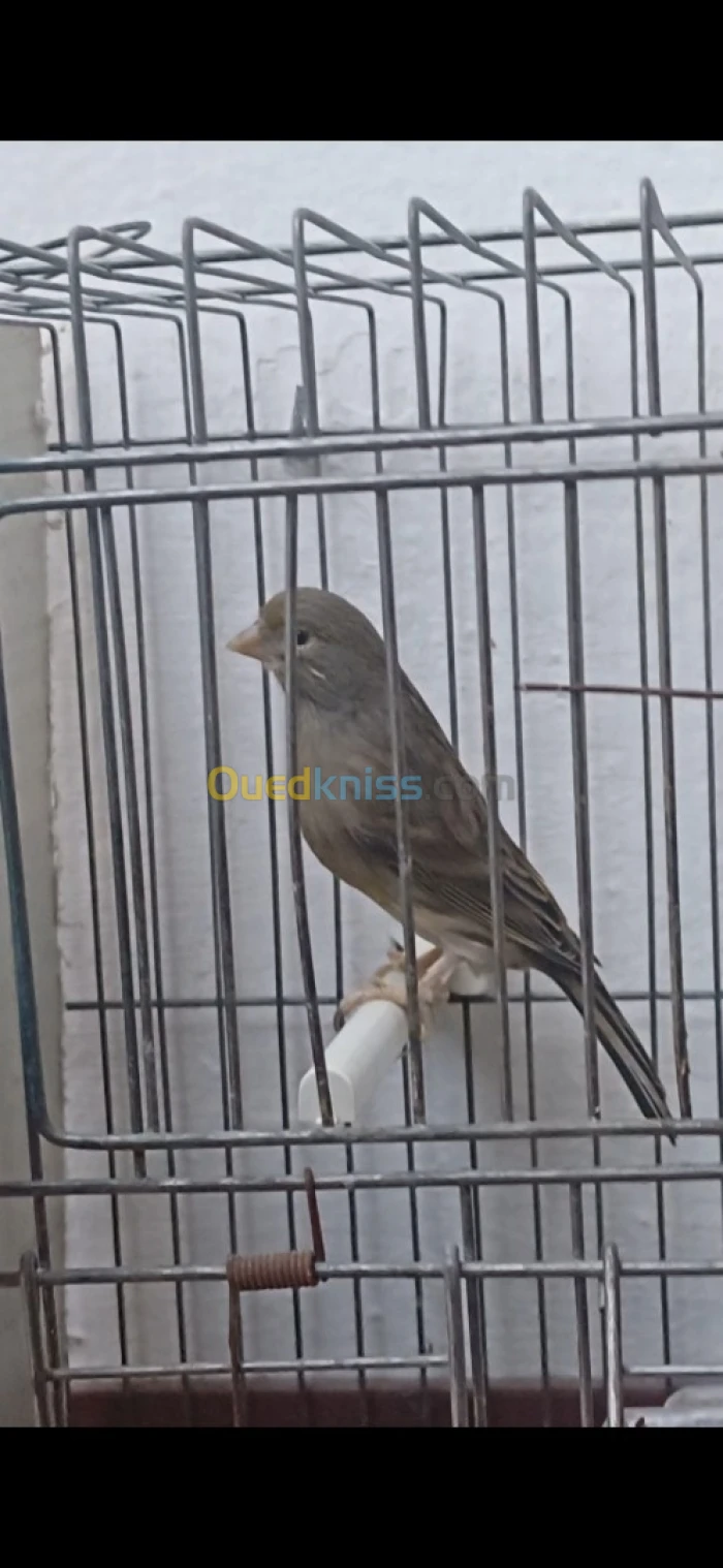 Couple Canari Timbrado 2021