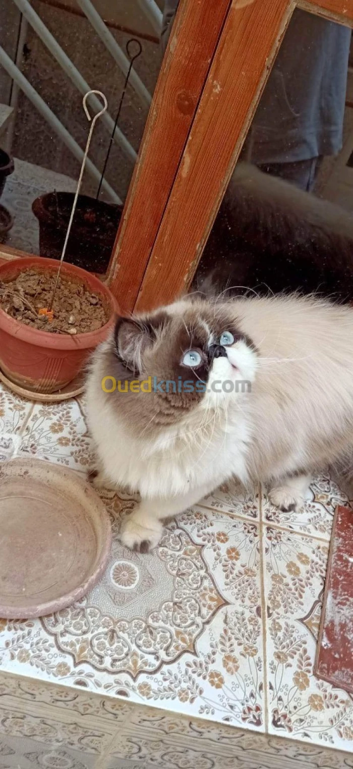 مال برسن للتزواج
