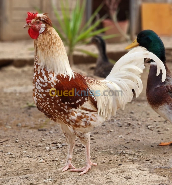 Coq hippie