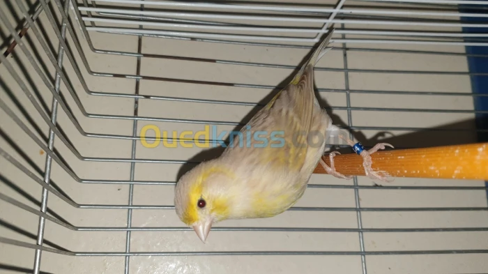 Femelle canari isabelle 2023