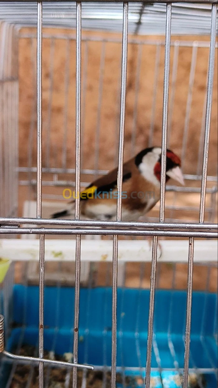 زوج لي مال واجدين 0655337518