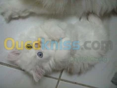 chat persan 50 jours