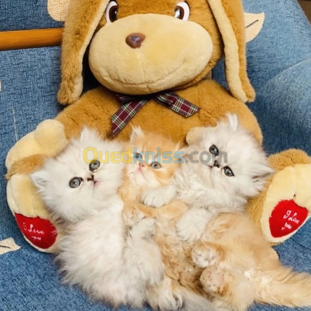 Persan chinchilla 
