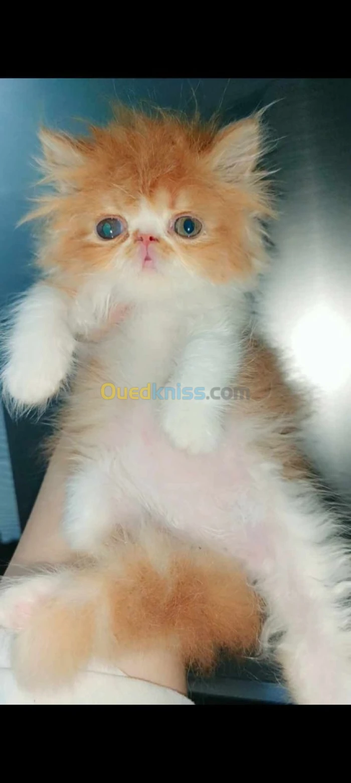 Femelle peke fece 