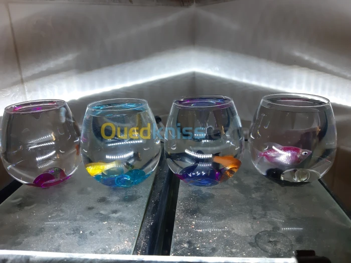 Mini Aquarium avec Poissons et pierres colorées