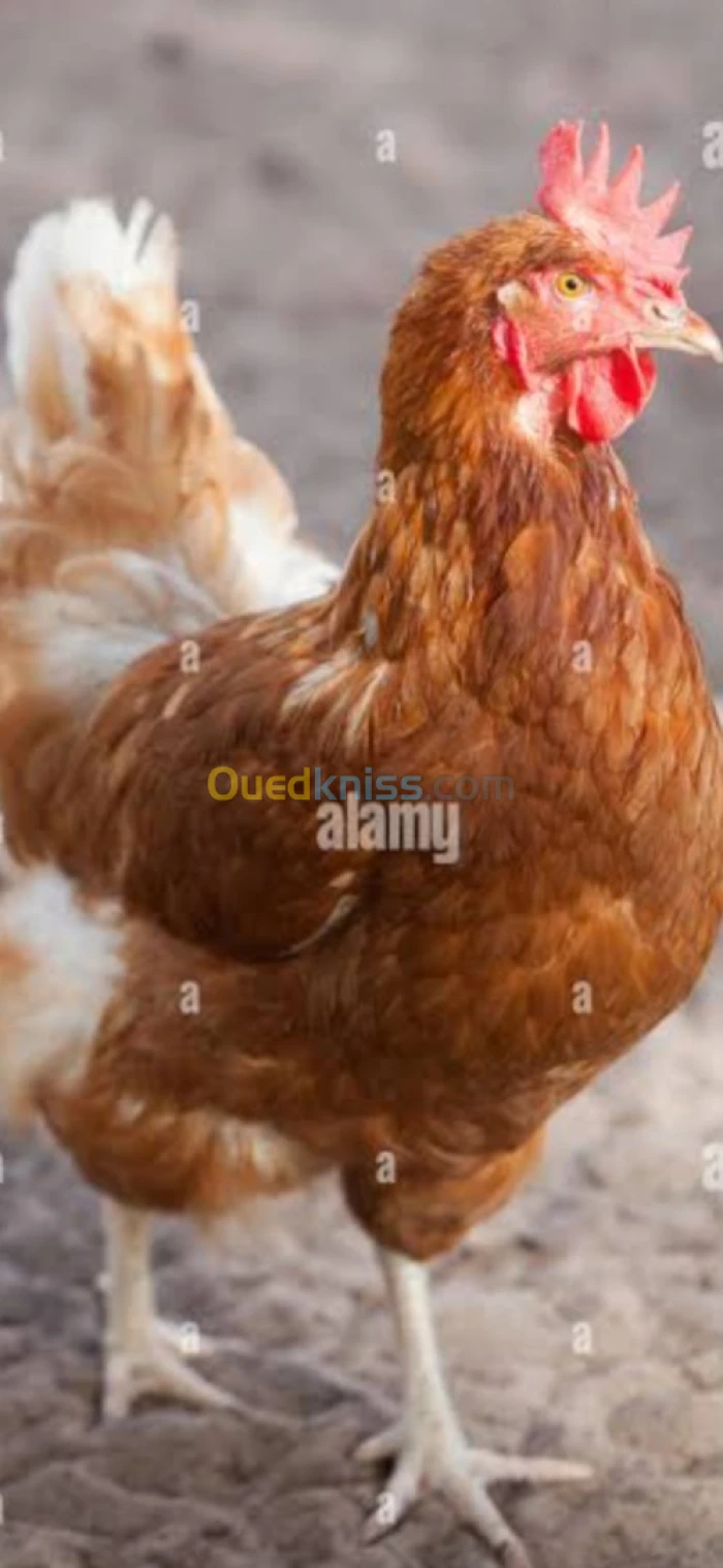 Poulet دجاج البيض
