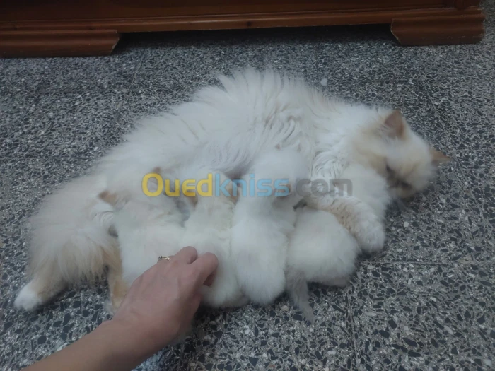 Chat persan 