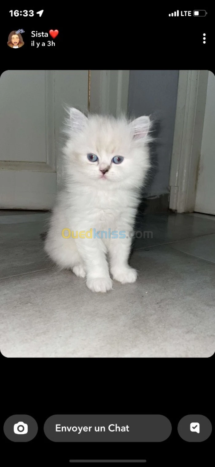 Chaton persans