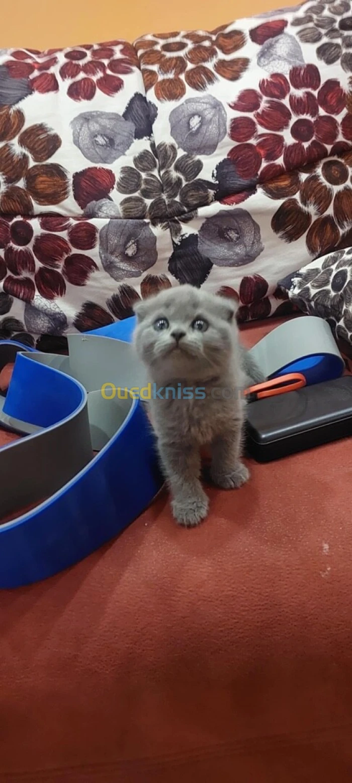 Scotich et British shorthair